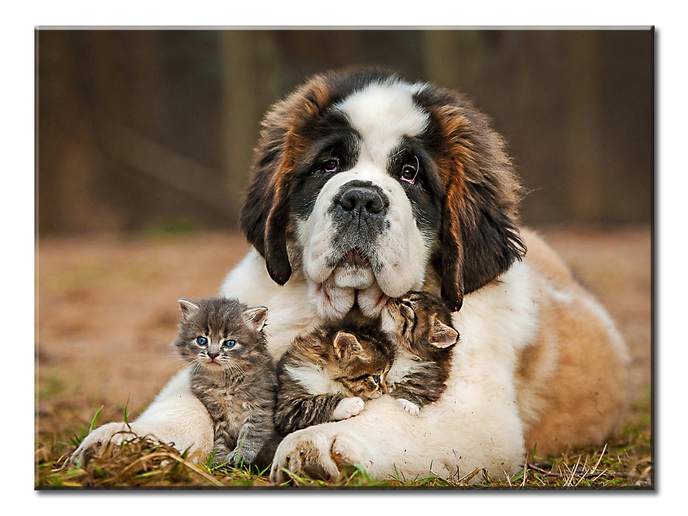 Saint Bernard Dog Kitten Puppy - 1 Panels L